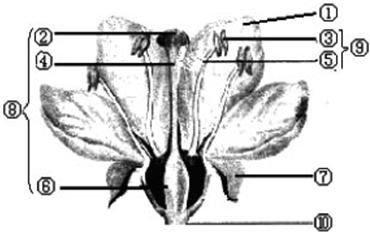 (1)在花的结构中,主要部分是  (填写图中标号).
