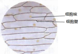 同学利用显微镜观察洋葱鳞片叶内表皮细胞.请
