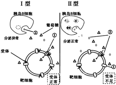 人类糖尿病的发病机理十分复杂,图是Ⅰ型Ⅱ型两种糖尿病部分发病机理