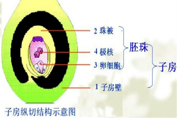 子房的结构包括( ) a.子房壁和胚珠b.花柱和雄蕊c.和d