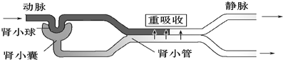 如图是人体尿液形成的示意图,请据图回答问题