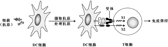 科学家研究发现一种树突状细胞(dc细胞),能参与人体的免疫过程(如图