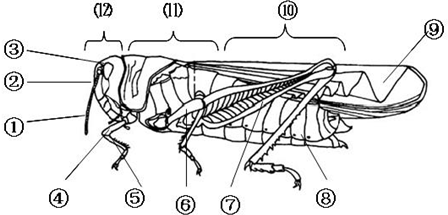 蝗虫的外部形态图.