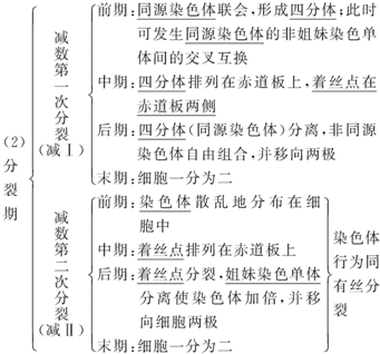 在减数分裂过程中每条染色体的着丝粒一分为二两条染色单体形成两条