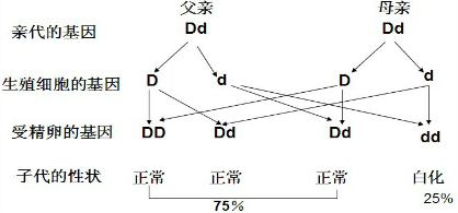 人口基因学_传承红色基因手抄报