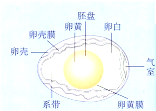 鸡蛋中将会发育成小鸡的是