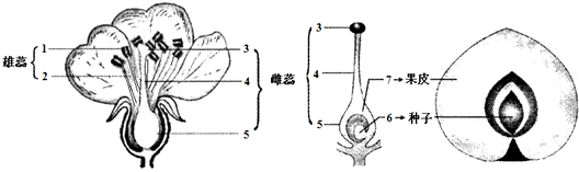 发育成果皮, 发育成种子,子房发育成 .