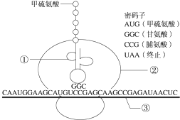图为真核细胞中RNA参与蛋白质合成的翻译过