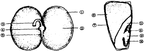 如图是蚕豆种子和玉米种子的解剖图,请据图回答
