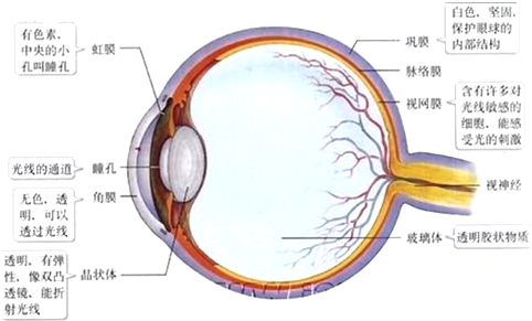 对光线敏感的细胞位于眼球的哪一结构中( )