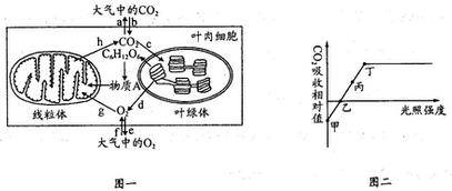在高等植物细胞中,线粒体和叶绿体是能量转换的重要细胞器,请据图回答