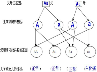 如图是人类生殖过程中白化病基因的遗传图解已知人类正常夫色由显性