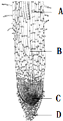 如图为蚕豆根尖结构图.
