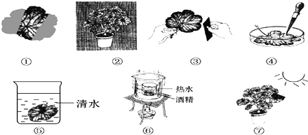 观察如图"绿叶在光下制造淀粉"实验操作环节示意图,回答下列问题