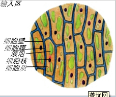 下列是关于"制作和观察洋葱鳞片叶表皮细胞临时装片"中的一些问题,请