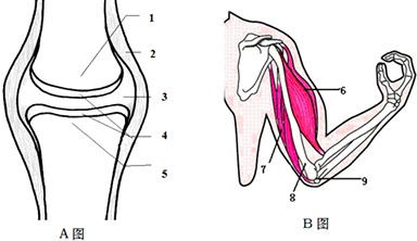 1,在人体运动中骨骼起着( )作用,关节是运动的( ),肌肉是人体运动的