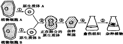 图为植物体细胞杂交过程示意图.据图回答(1)步骤①是去掉.