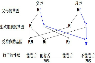 人的舌头能否卷起.是由一对基因控制的.其中卷