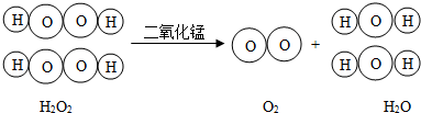 如图过氧化氢分解的微观示意图,据图回答.