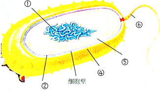 如图是有荚膜的细菌结构示意图.