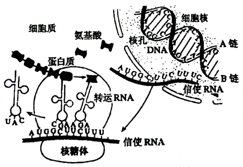 如图是基因控制蛋白质合成过释示意图.请回答(1)图示中.