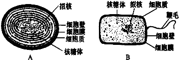 如图为蓝藻和细菌的结构模式图,据图回答