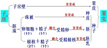 解答:解:(1)果皮是由黄色番茄的花中的子房壁发育而来的,它的基因组