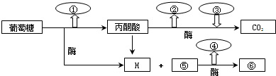 如图表示有氧呼吸过程,下列有关说法正确的是)