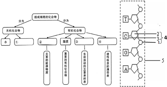 完成下面有关组成细胞主要化合物的概念图