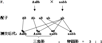 (1)aabb和aabb 基因的自由组合定律 三角形:圆形=3:1故答案是