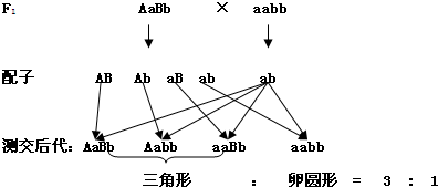 荠菜的果实形成有三角形和卵圆形两种,该性状的遗传涉及两对等位基因