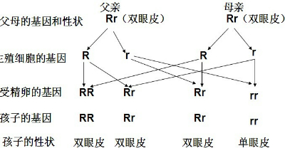 用r和r分别表示单眼皮和双眼皮的基因若父母都是双眼皮其基因型均为rr