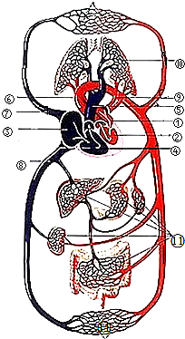 如图是人体血液循环示意图.请据图回答问题(1)根据循环途径的不同.
