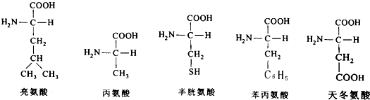 d名称是 .表示肽键