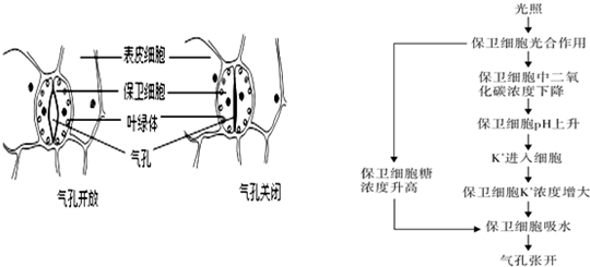 如图是蚕豆叶细胞的气孔开闭情况以及保卫细胞影响气孔开闭的一些生理