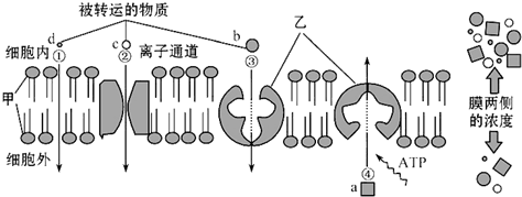 如图是生物膜的流动镶嵌模型及物质跨膜运输示意图,其中离子通道是一