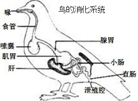 家鸽消化食物吸收养料的主要器官是嗉囊