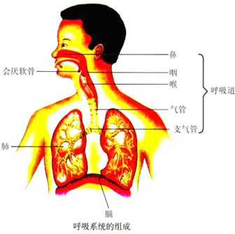 呼吸系统的组成为