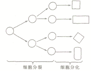 细胞的生长是细胞的