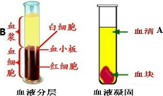 现象血液凝固现象血液凝固实验血液血浆血清关系图血液的分层现象图