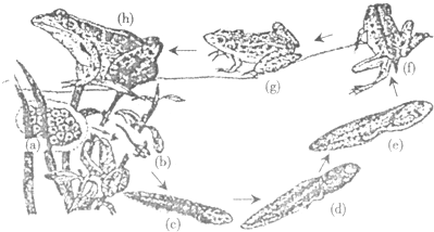 请结合如图青蛙的生殖和发育过程回答下列问题