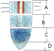 初中生物 题目详情 如图是根尖的结构示意图,请据图回答(1)写出各