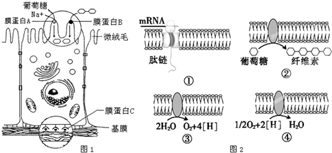 如图1表示小肠粘膜上皮细胞亚显微结构示意图,圆圈内为局部结构的放大