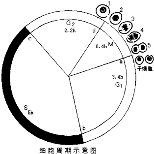 细胞周期包括分裂间期分为g