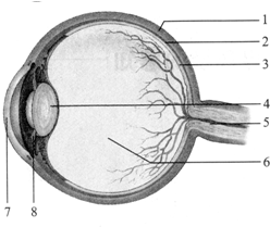 如图是人体眼球结构图.请据图回答:(1)角膜是图中标号[ ]所示结构.它的结构特点是 .(2)通常称为“黑眼珠 的部分.实际上是[ ] .它中央的圆孔叫 .当我们刚从教室内走出到室外.其大小变化是 .(3)小明患有近视.病因是[ ] 曲度过大或眼球前后径过长.使外界物体反射的光线形成的物象落在[ ] 的前方.看不清远处物体.可佩戴 透镜矫正. 题目和参考答案