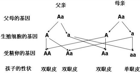 图解人口普查_中国人口普查数据图解(3)