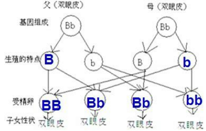 完成如图的遗传图解把相应的基因填到圆圈中