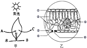 如图甲表示蚕豆植株叶片在适宜环境条件下的某项生理活动简图其中abc