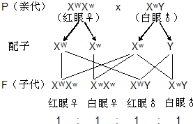 如图为果蝇的体细胞染色体图解图中母表示相应染色体上的基因