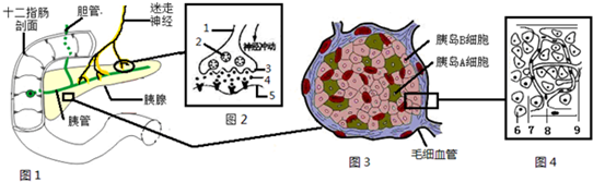 图2是图1的局部放大图,1-5代表特定的结构或物质.图3是胰岛的示意图.